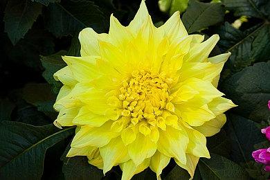 《冲就完事模拟器》战锤40K联动DLC本月发售